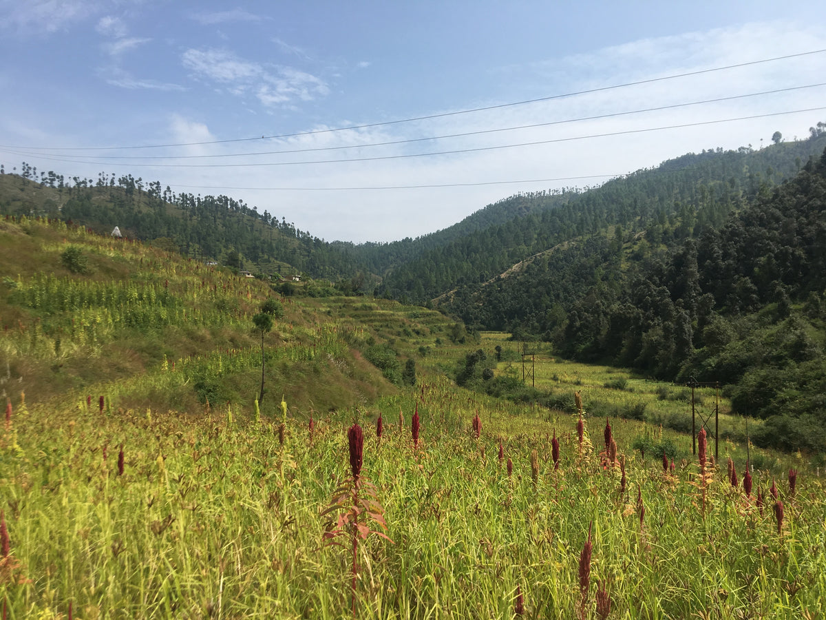 A scenic landscape photograph of a lush green valley in Uttarakhand by TRETA AGRO with terraced fields, dense forested hills, and a blue sky with light clouds.