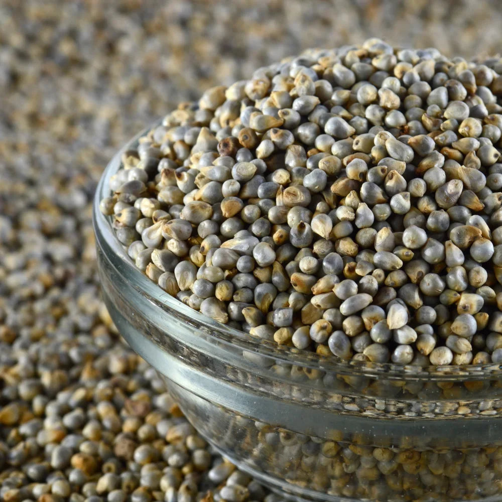 Pearl millet (bajra)